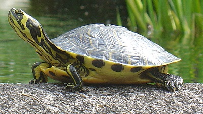 Tartaruga (o testuggine) palustre americana (Fonte Wikipedia)