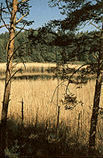 Veduta Laghestel di Pine' 2