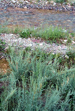 Myricaria germanica sul greto dell'Avisio - ph C. Lasen