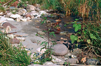 Rive con lembi di vegetazione del Bidention sul fiume Adige - ph A. Cavagna 