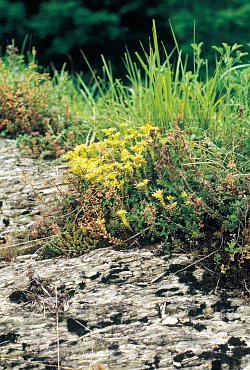 Sedum acre nel SIC Terlago - ph L. Sottovia 