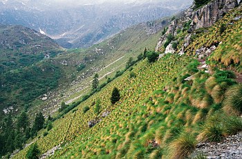 Formazioni a Festuca varia nella zona di Pradalago - ph L. Sottovia 