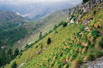 Formazioni a Festuca varia nella zona di Pradalago - ph L. Sottovia 