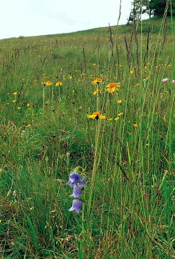 Nardeto con Arnica montana e Campanula barbata - ph A. Scariot