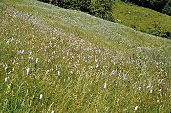 Triseteto con Polygonum bistorta - ph F. Prosser 