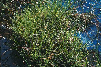 Vegetazione a Rhynchospora alba al Cinque Valli - ph C. Lasen 