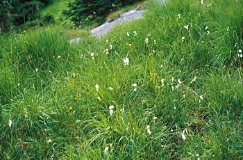 Pendio con Eriophorum latyfolium a Broca in Val d'Ambiez - ph L. Sottovia 