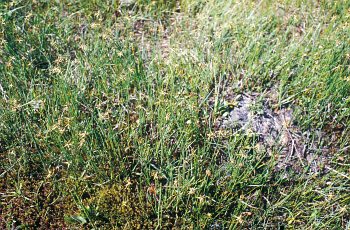 Carex microglochin e Juncus triglumis in Val Venegia - ph C. Lasen 