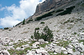 Ghiaioni calcarei nei pressi di Malga Flavona - ph L. Mas 