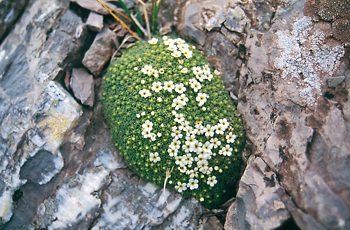 Androsace helvetica in Val 'Ambiez - ph L. Sottovia 