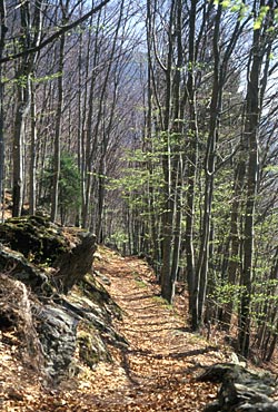 Faggeta sul versante di Raffaei - Caoria - ph F. Prosser 