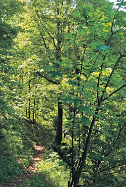 Faggeta ad acero sul Monte Pichea - ph M. Odasso 