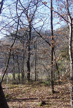 Querco-carpineto ad Assizzi di Pergine - ph M. Odasso 