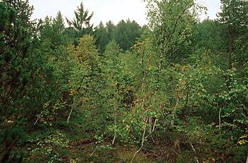 Torbiera boscosa - ph archivio Ufficio Biotopi e Natura 2000