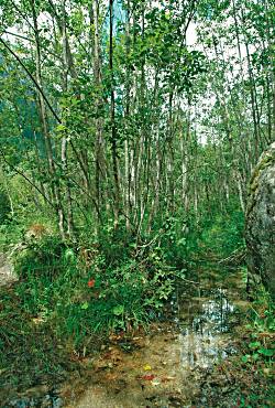 Ontaneta ad Alnus Incana in Val Genova - ph P. Flamini 