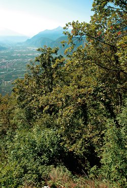 Formazioni a Roverella in Val d'Adige - ph P. Flamini 