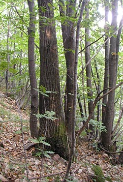 Castagneto in Val di Cembra - ph Servizio Foreste e Fauna 