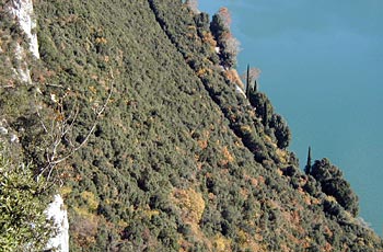 Lecceta sul lago di Toblino - ph Arch. Servizio Foreste e Fauna 