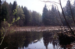 Biotopo comunale:il laghetto