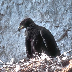 Aquila reale - ph Claudio Chini