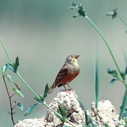 Ortolano - ph Claudio Chini