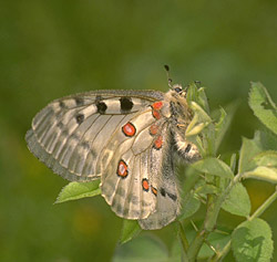 Apollo - ph Centro Ecologia Alpina