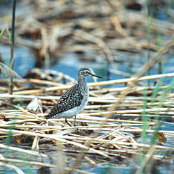 Piropiro boschereccio - ph Claudio Chini