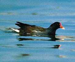 Gallinella dacqua