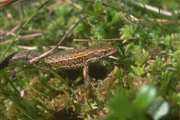 Lucertola vivipara