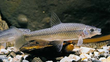 Pseudorasbora