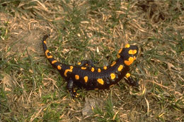 Salamandra pezzata