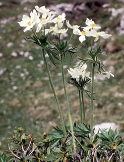 Anemone a fiori di Narciso - ph Filippo Prosser