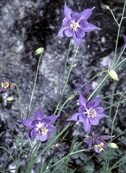 Aquilegia dalle foglie di Thalictrum - ph L. Maffei