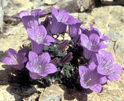 Campanula di Moretti - ph Filippo Prosser