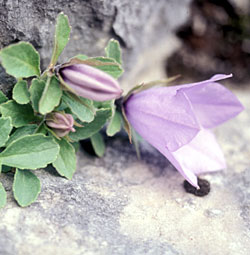 Campanula dell'arciduca Rainieri - ph Filippo Prosser