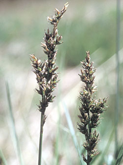 Carex ravvicinata - ph Filippo Prosser