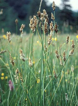 Carex contratta - ph Filippo Prosser