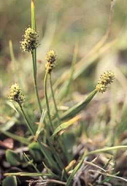 Carex norvegese - ph Filippo Prosser