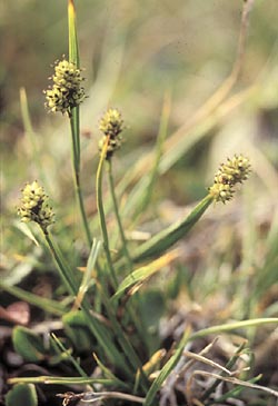 Carex norvegese - ph Filippo Prosser