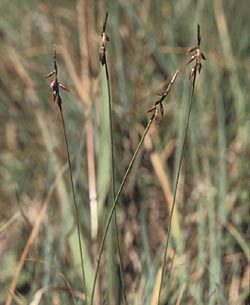 Carex pulce - ph Filippo Prosser