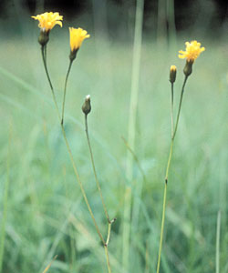 Radicchiella pubescente - ph Filippo Prosser