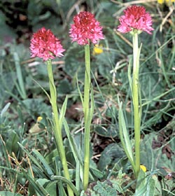 Negritella rosa del Brenta - ph Luciano Maffei