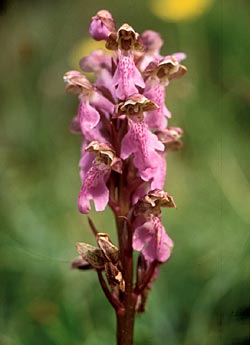 Orchidea di Spitzel - ph Filippo Prosser