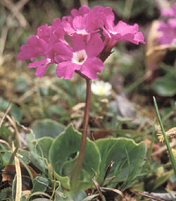 Primula meravigliosa - ph Filippo Prosser