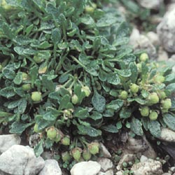 Coclearia alpina - ph Filippo Prosser