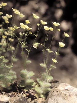 Saxifraga ragnatelosa - ph Filippo Prosser