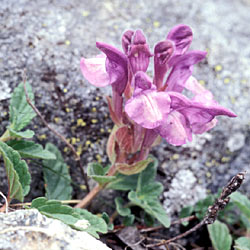 Scutellaria delle Alpi - ph Filippo Prosser