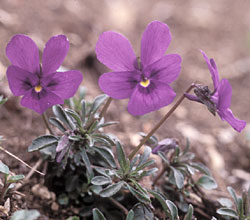 Viola di Duby - ph Filippo Prosser