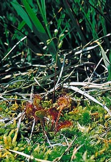 Drosera, rosolida