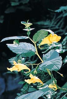 Balsamina gialla